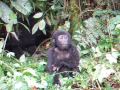 Baby gorilla falls while trying to beat chest