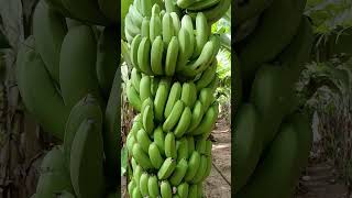 Gujarat #india #banana #farming #vegetables #fruit #agriculture #super #funny #viralshort #loading