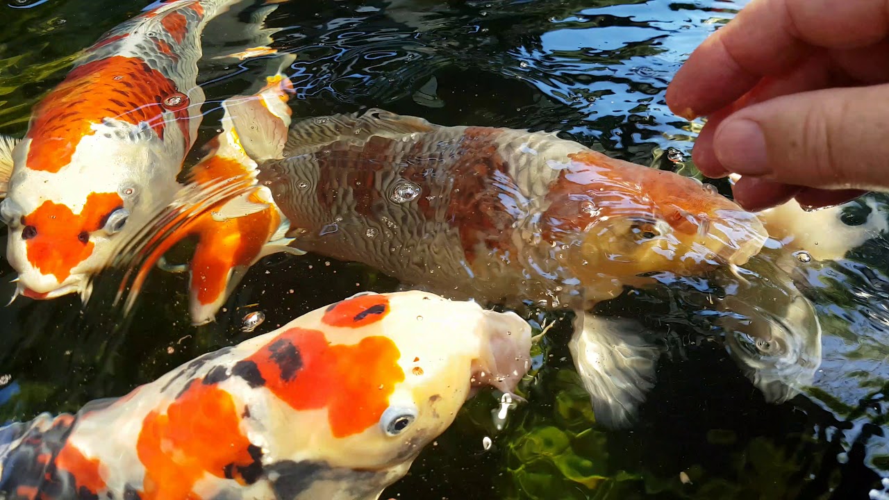 Koi Pond Feeding koi mussels again...