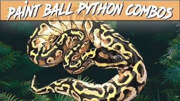 Paint Ball Python Morph Combos | Jack