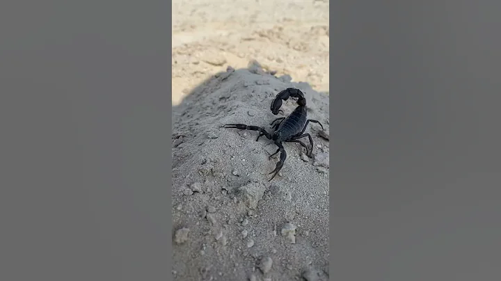 A Highly Venomous Scorpion - DayDayNews