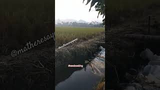 Registered seed rc636 CSnsic rc480 inbred seed rc508 #agriculture 🌱 #ricefarming #ytshorts #ytshort