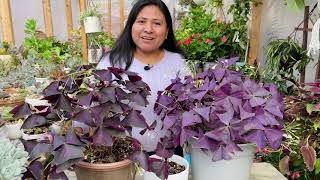 TODO SOBRE EL TRÉBOL MORADO DE LA BUENA SUERTE Oxalis triangularis