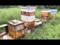 GREEN APIARY! Part 3 of 3. Recap! Failures, surprises!