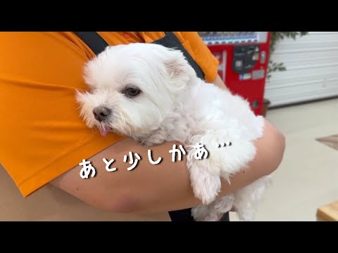 トリマーさんとのお別れが近づいてきて絶望する犬