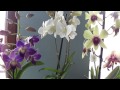 Орхидея дендрофаленопсис. Dendrobium phalaenopsis