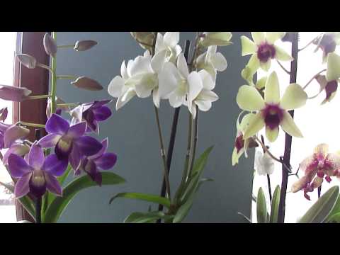 Video: Atšķirība Starp Dendrobium Un Phalaenopsis Orhidejām