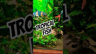 Favorite TROPICAL FISH #exoticaquariumfish #fish #aquarium #fishtank #aquariumfish #plantedtank