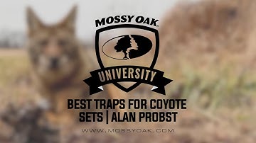 Best Traps for Coyote Sets with Alan Probstmp4
