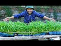 The perfect method for growing water spinach without watering and without care
