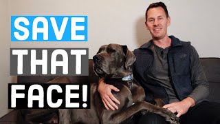 How to TREAT Great Dane Acne + Tips for Preventing It! | Great Dane Care