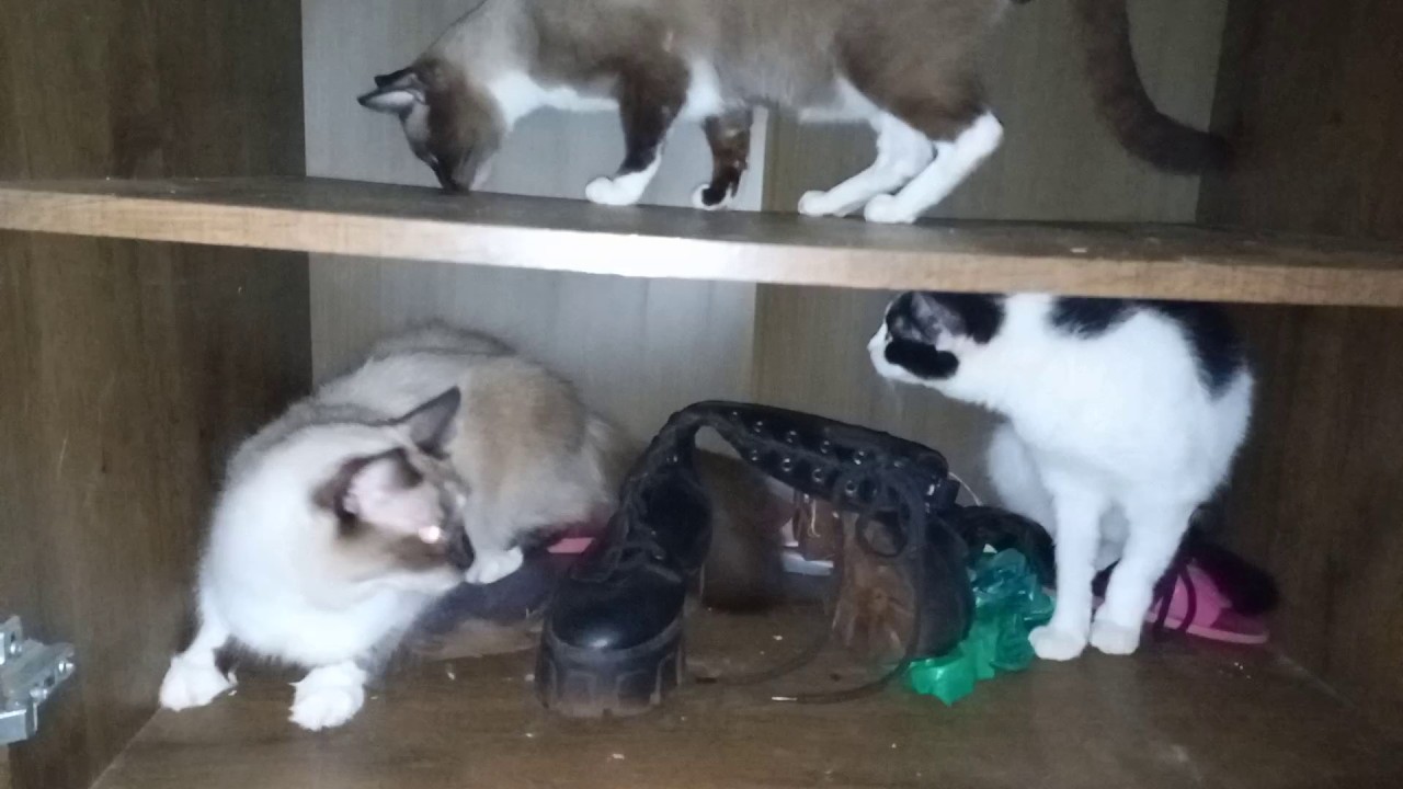 ASMR A Sapateira Mais Suja que Você Já Viu 