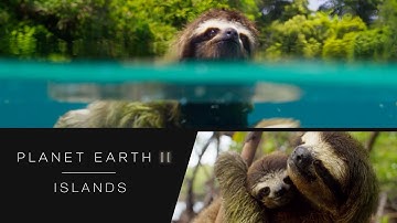 Swimming sloth - Planet Earth II: Islands Preview - BBC