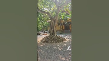 Tịnh xá Ngọc Vân. nơi mà ngài cố Hoà Thượng Thích Giác Khang trù trì #phatphap