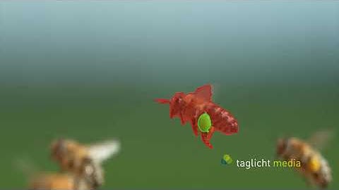 A bee carries a payload (contrast-based segmentation)