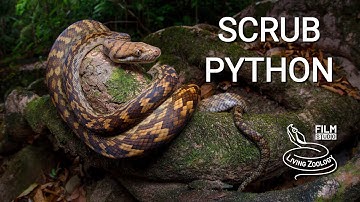 Scrub python, the largest snake of Australia