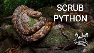 Scrub python, the largest snake of Australia