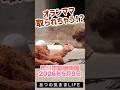 がんばれ！パンチくん【2026年5月9日】　#がんばれパンチ #市川市動植物園 #animals #ニホンザル #オランママ # #punch #animalshorts #shorts