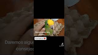 próximos videos..no te los puedes perder!!! by Jrasgadol aves.