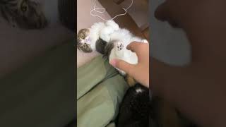 クッションから落ちた猫が何やっても動かないのだが…w #shorts