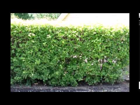 Viburnum Hedges    Tips on PLanting a Hedge