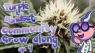 FREE SEEDS GROWALONG!!! - Purple Mindset Auto Ep4 - How to Grow Weed Home #community #seedtoharvest