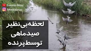 صدای طبیعت | صدای رودخانه و پرنده | شکار ماهی توسط مرغ دریایی