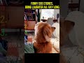 Funny dog stories, bring laughter all day long #pets #funny #dog #doggielife #dogs #pets