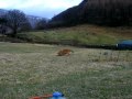 Daisy vs Ziggy