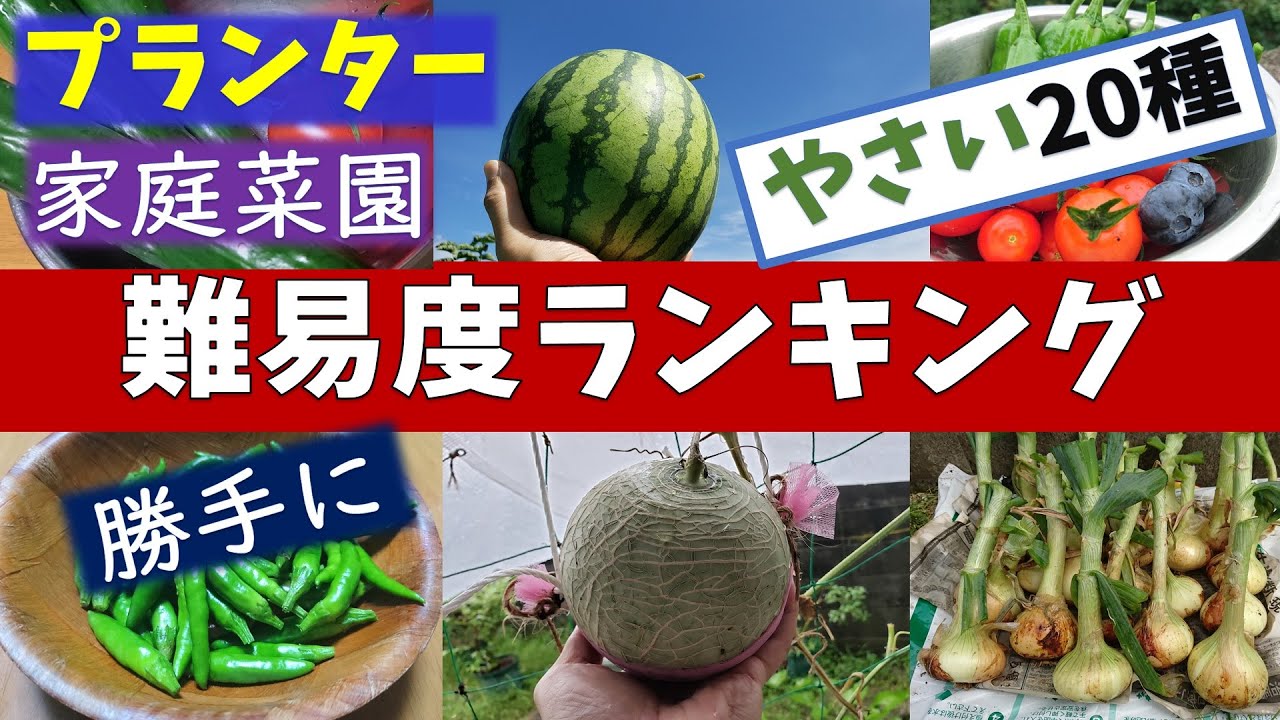 家庭菜園：野菜の「栽培難易度ランキング」をつけてみた - YouTube
