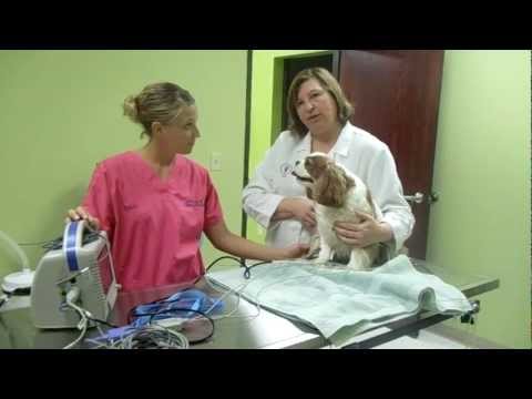 Comment mesurer une pression de sang de chien