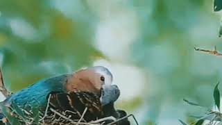 Download Lagu induk burung punai dan tekukur memberi makan anaknya.. MP3