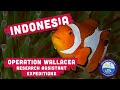 Operation wallacea  indonesia research assistant