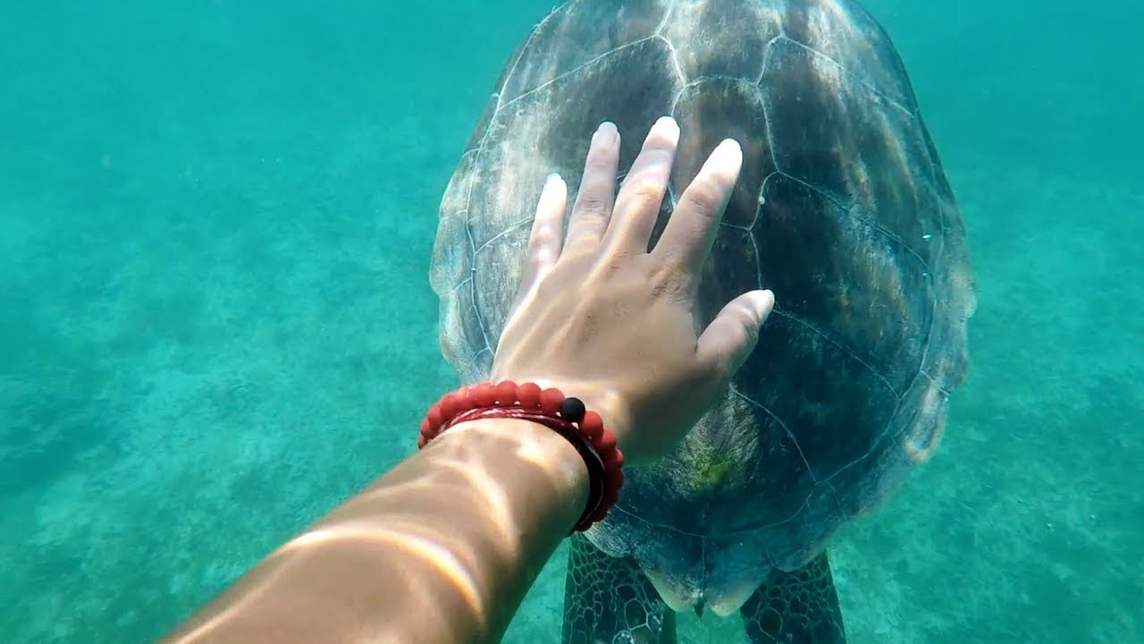 USVI 2017 | Alexa Hashim