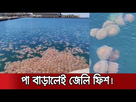 ভিডিও: পুরানো শহরে জেলিফিশ