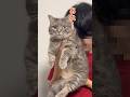 猫吸いしたらすごい顔されましたw #shorts #猫 #マンチカン