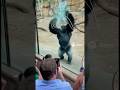 Panic at San Diego Zoo! Gorilla slams glass (simulated) #sandiegozoo #gorilla #zoo #panic #viral