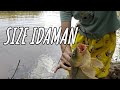 LADY ANGLER VS IKAN MAS BABON