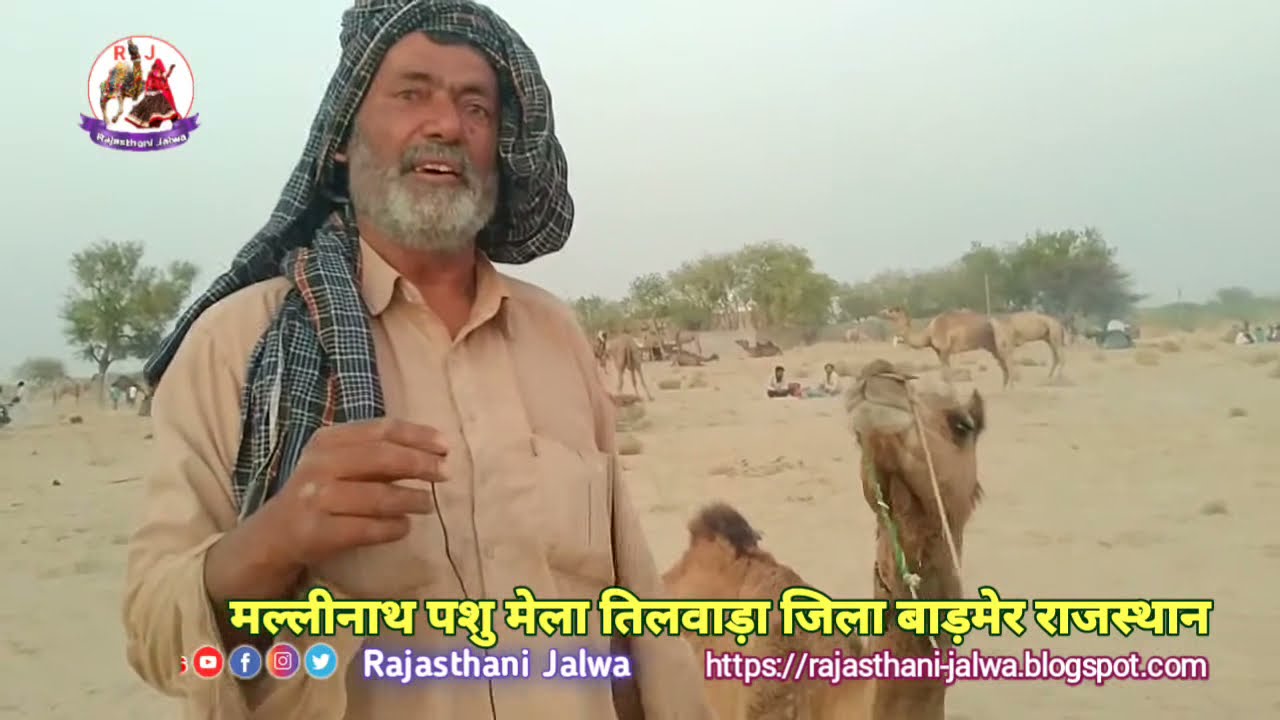  🐪 तिलवाड़ा मेले में ऊंटों का शानदार प्रदर्शन | 🐴 Balotra Mela 2021 | Mallinath Cattle Fair Tilwara🎉