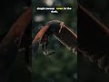 Terrors From The Sky #animals #youtubeshorts #wildlife #youtube #ytshorts #nature #yt #facts #shorts