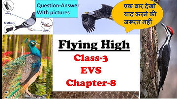 class 3 EVS Chapter flying high question answer |flying high class 3 evs|class 3flying high solution