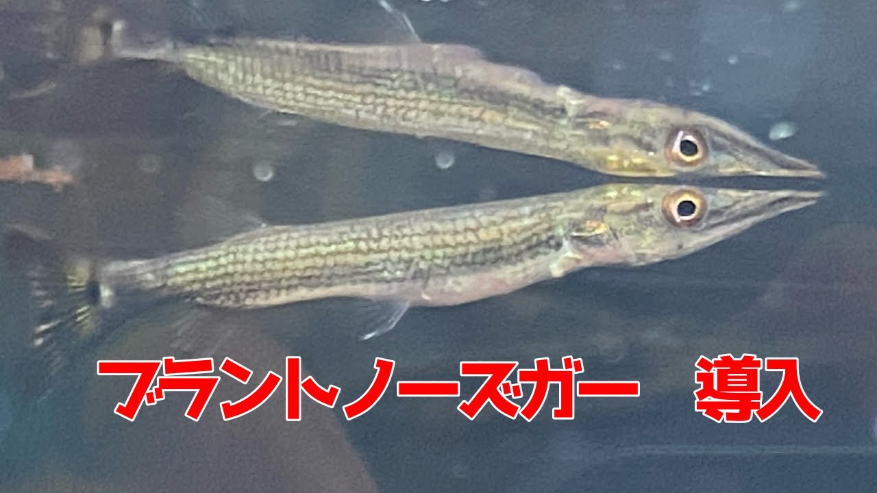 ウサコチャンネル ブラントノーズガーの飼育をはじめました Youtube