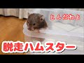 【脱走ハムスター】衣装ケースで大ジャンプ！
