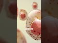 Scientists Found a Way to Make Your Body Produce Its Own Ozempic.