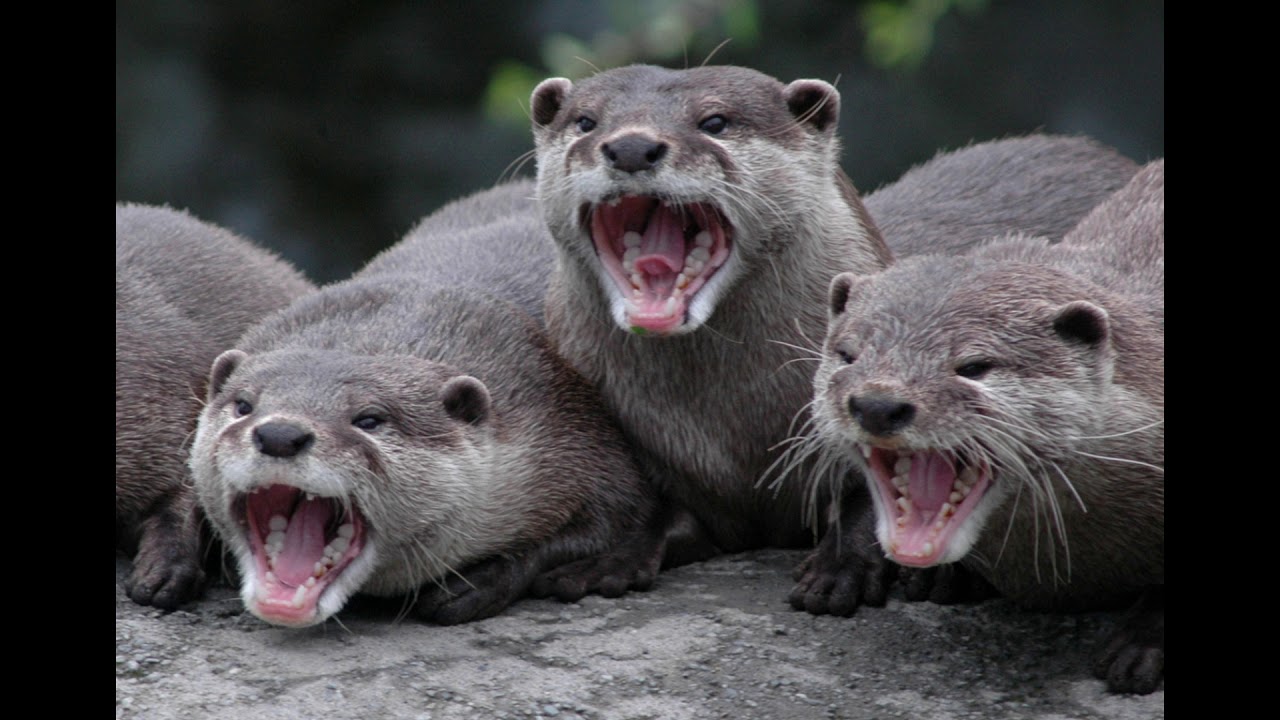 Funny ANIMAL Pictures Compilation 2018 2 YouTube