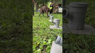 Military detection dog training #dog #dogs #shepherd #k9 #doglover #dogslife #herder #explosive