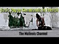 Preview Basic Malinois Puppy Commands in French - Obedience Dog Training Piper Houston Texas 2017 Preview Basic Malinois Puppy Commands in French - Obedience Dog Training Piper Houston Texas 2017