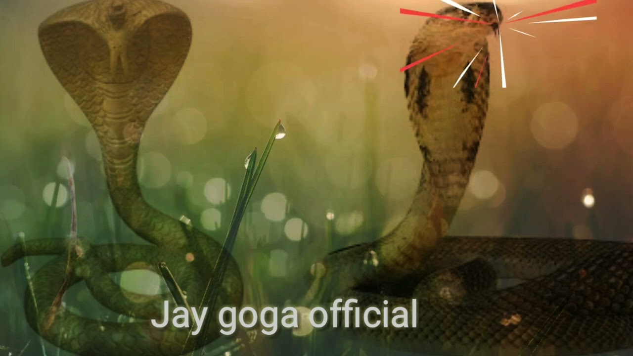 Jay goga maharaj New whatsapp status video viral 2022//jay goga official