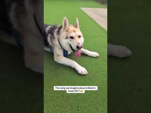 Buck is such a silly pup! | Dogs Trust