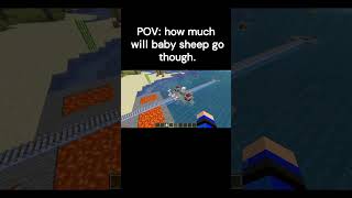 Will the Baby Sheep Make It to the End?